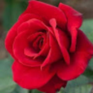 Meet your Posher, Kausar